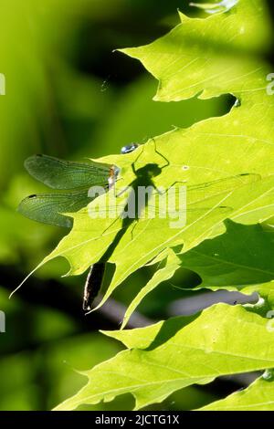 Dragonfly est un insecte volant appartenant à l'ordre Odonata. Banque D'Images