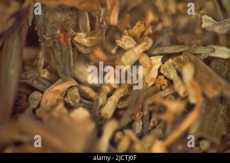 Répertoire d'herbes (plantes vulneraires sèches), mélange officinal pour tisane. Daisy de pharmacie (Matricaria chamomilla) parties séchées (extrême gros plan) comme moyenne Banque D'Images