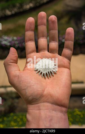 Un dollar de sable à portée de main Banque D'Images