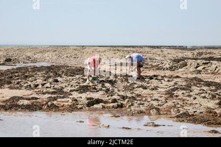 Recherche de crustacés sur la plage, Pirou Plage, Normandie, France, Europe Banque D'Images