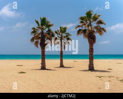 trois palmiers sur la plage avec océan sur le fond Banque D'Images