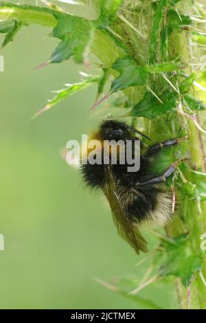 Gros plan vertical sur une abeille à quatre coucou de couleur, Bombus sylvestris , se cachant de la pluie sous un chardon dans le champ Banque D'Images