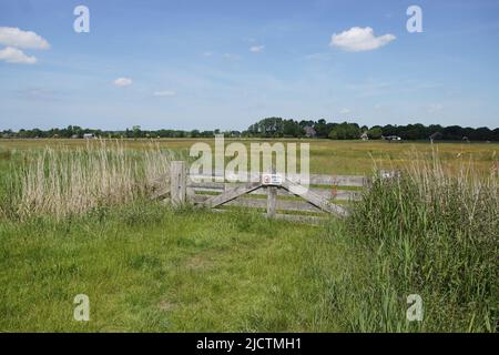 Meadows, clôture avec panneau d'avertissement hollandais avec traduit: Pas de chiens admis. Réserve naturelle de la polder de Saenegheest près du village de Bergen. Juin Hollande Banque D'Images