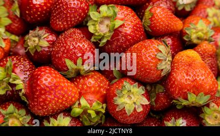 Fraises. Fond de fraises fraîchement cueillies, beaucoup de fraises. Banque D'Images