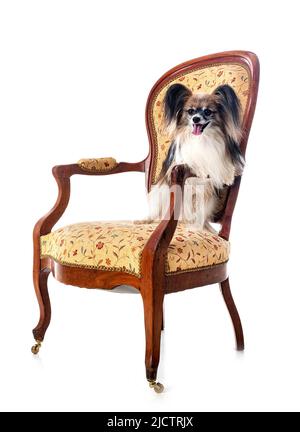 Papillon dog in front of white background Banque D'Images