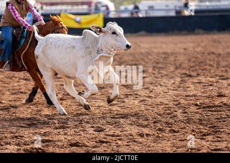 Cowboy à cheval dans un projet de camp à Country Rodeo Australie Banque D'Images