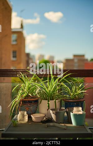 Trois plantes d'araignée chlorophytum comosum sur une table métallique au soleil pendant l'été Banque D'Images
