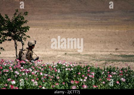 Une marine américaine avec 1st Bataillon, 8th Marine Regiment (1/8), équipe de combat régimentaire 6, marche à travers un champ de pavot pendant une patrouille de sécurité dans le Gor Banque D'Images