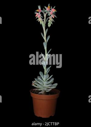 Plante succulente et fleurie Echeveria sp dans un pot Banque D'Images