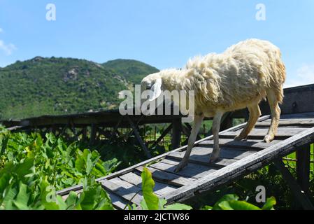 Un mouton blanc traversant un pont en bois Banque D'Images