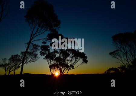 Coucher de soleil à travers les arbres dans les Blue Mountains d'Australie Banque D'Images