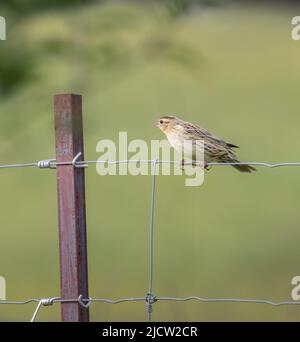 Une femelle Bobolink de près sur une clôture en fil de fer avec fond vert Banque D'Images