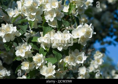 Philadelphus coronarius, doux orange mock, anglais bouquets de fleurs blanches le jour ensoleillé gros plan focus sélectif Banque D'Images