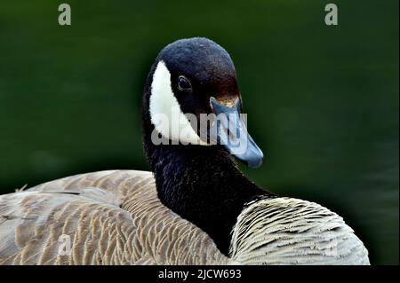 Une Bernache du Canada 'Branta canadensis', reposant sur un lac dans les régions rurales du Canada albertain. Banque D'Images