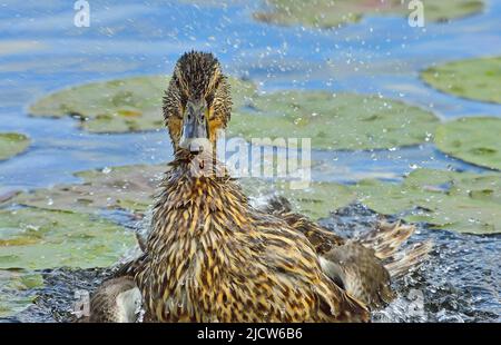 Une vue de face d'un canard malard femelle (Anas platyrhynchos), trempé avec des éclaboussures d'eau de bain Banque D'Images