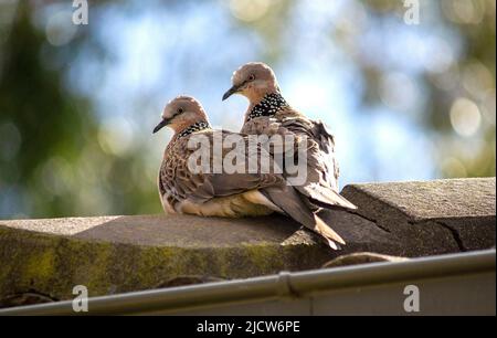 Une paire de Dove tachetée (Spilopelia chinensis) perchée sur un rocher à Sydney ; Nouvelle-Galles du Sud ; Australie (photo de Tara Chand Malhotra) Banque D'Images