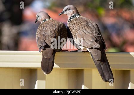 Une paire de Dove tachetée (Spilopelia chinensis) perchée sur une clôture à Sydney ; Nouvelle-Galles du Sud ; Australie (photo de Tara Chand Malhotra) Banque D'Images