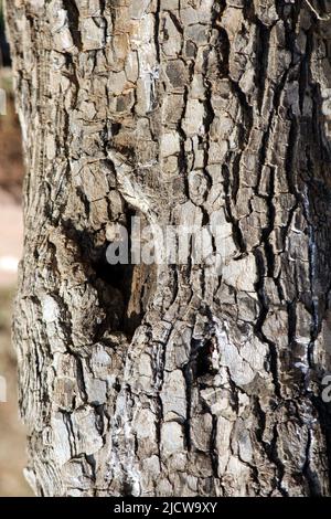 texture de l'écorce de l'arbre serre- vers le haut. La peau rugueuse d'un vieux arbre Banque D'Images