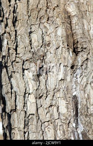 texture de l'écorce de l'arbre serre- vers le haut. La peau rugueuse d'un vieux arbre Banque D'Images