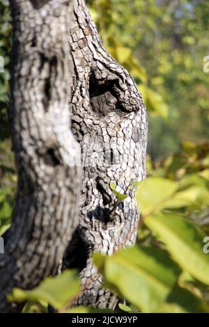 texture de l'écorce de l'arbre serre- vers le haut. La peau rugueuse d'un vieux arbre Banque D'Images