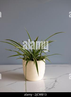 Chlorophytum comosum dans un pot décoratif Banque D'Images