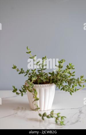 plante de cornichon de delosperma echinatum dans un pot en céramique blanche Banque D'Images