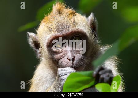 Macaque à longue queue (Macaca fascicularis) un macaque à longue queue avec des doigts dans sa bouche avec un fond vert naturel Banque D'Images