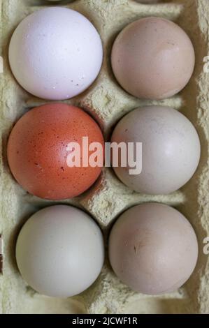 Araucana, œufs bruns et blancs en paquet. Vue aérienne Banque D'Images