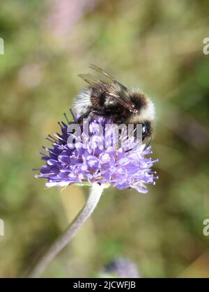 Cuckoo Bumblebee Bombus norwegicus mâle sur la fleur scabieuse du diable Banque D'Images