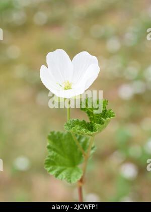Plante de CLOUDBERRY Rubus chamaemorus floraison avec fleur blanche Banque D'Images