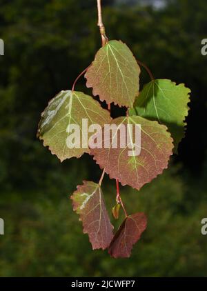 Branche de l'arbre commun de peuplier faux-tremble Populus tremula nouvelles jeunes feuilles rouges et vertes au printemps Banque D'Images