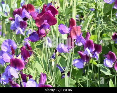 Le Lathyrus odoratus de pois doux fleurit dans différentes couleurs bleu et pourpre Banque D'Images