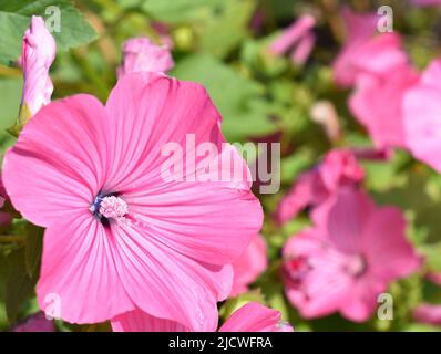 Commun hollyhock althaea rosea fleurs roses Banque D'Images