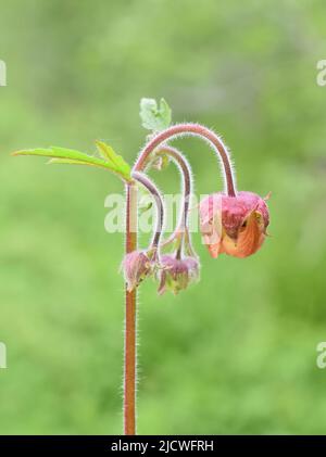 Fleur d'eau avens Geum rivale sur fond vert Banque D'Images