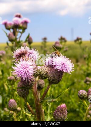 Les petites fleurs violettes de la Thistle de champ, Cirsium Arverse, sont pollinisées par une abeille dans les marais du nord du Kent Banque D'Images