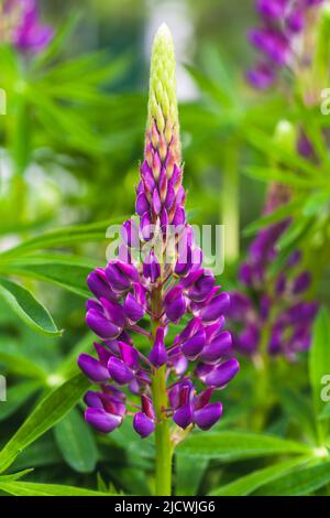 Fleur lupin pourpre pousse sur un pré d'été, photo macro verticale avec une mise au point douce sélective Banque D'Images