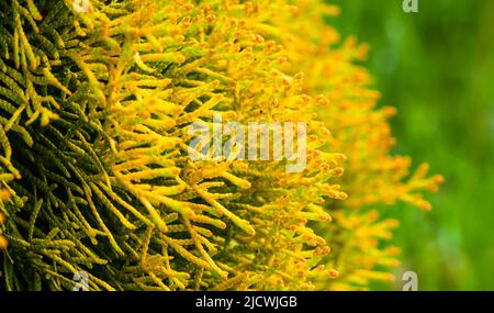 Macro photo de feuilles jaunes de thuja, cultivar décoratif avec des branches dorées Banque D'Images