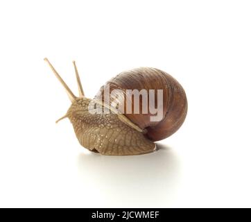 Helix pomatia.Grape escargot isolé sur fond blanc. Prise de vue macro. Banque D'Images