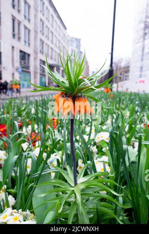 Fritilaria imperarialis orange Crown Imperial Fritillary croissant avec du polyanthus jaune blanc dans le jardin urbain de la rue du centre de Londres au Royaume-Uni Banque D'Images