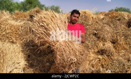 Riz doré récolté dans un champ agricole et stocké dans une ferme indienne rurale. Banque D'Images