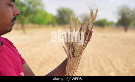 Agriculteur indien dans la récolte de contrôle de champ de blé A. Concept d'agriculture, de jardinage ou d'écologie. Banque D'Images