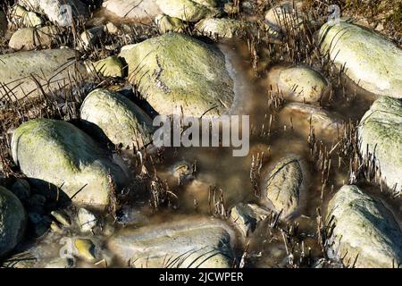 Rochers couverts d'algues sur une plage. L'eau entre les pierres est encore légèrement gelée Banque D'Images