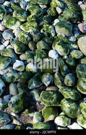 Rochers couverts d'algues sur une plage Banque D'Images