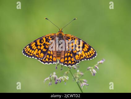 Papillon, Knaphweed Fritillary - Melitaea phoebe, gros plan Banque D'Images