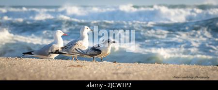 Jeune sterne à façade blanche blessée sur la plage et entourée de mouettes peut-être pour offrir une certaine protection. Banque D'Images