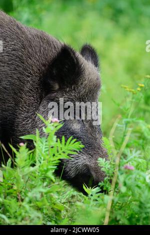 La femelle de sanglier se tient dans la forêt d'été et cherche de la nourriture, portrait de tête, Basse-saxe, (sus scrofa), allemagne Banque D'Images