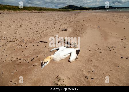 Un Gannet mort situé sur une plage de sable à Fife en Écosse Banque D'Images