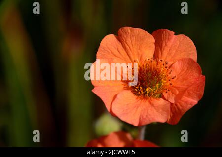 Fleur unique de Geum d'orange « totalement Tangerine » cultivée à RHS Garden Harlow Carr, Harrogate, Yorkshire, Angleterre, Royaume-Uni. Banque D'Images