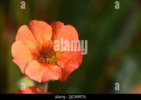 Fleur unique de Geum d'orange « totalement Tangerine » cultivée à RHS Garden Harlow Carr, Harrogate, Yorkshire, Angleterre, Royaume-Uni. Banque D'Images