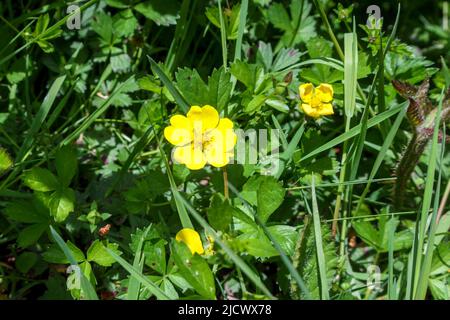 Creeping Cinquefoil (Potentilla reptans) bord de route Verge, Sussex, Royaume-Uni Banque D'Images